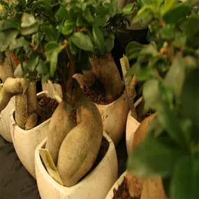 Tol Plantenmarkt F A van