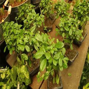 Tol Plantenmarkt F A van