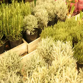 Tol Plantenmarkt F A van