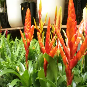 Tol Plantenmarkt F A van