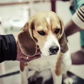 Bild von Veterinární ordinace - MVDr. Jan Chvátal