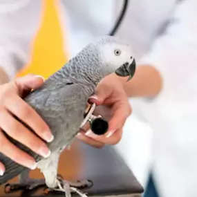 Bild von Veterinární ordinace - MVDr. Jan Chvátal