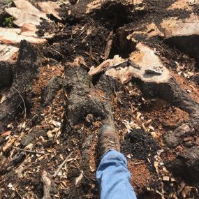 Giant Big Stump Removal Service Metairie LA | Call Now Free Estimat 504 495-1055