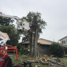 S&L Tree Service Metairie LA Lakefront | Call Now 504 495-1055