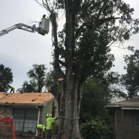 Very Big Tree Trimming Metairie LA Today | Call Now 504 495-1055