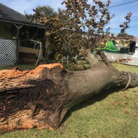 Fallen Tree Removal Service Metairie LA | Call Now Free Estimate 504 495-1055