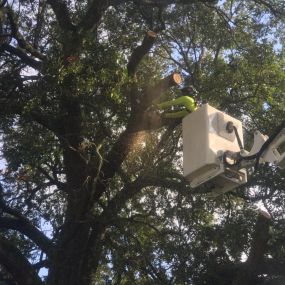 Big Tree Removal Old Matairie LA | Call Now Free Estimate 504 495-1055