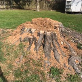 Giant Tree Stump Grinding Tree Stump Removal Metairie LA | Call 504 495-1055