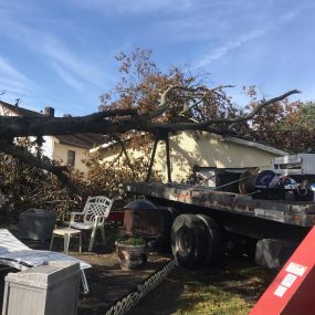 ER Tree Removal Metairie LA Call Now Free Estimate | 504 495-1055