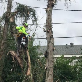 Emergency Tree Trimming Service West Reiverside New Orleans | Call 504 495-1055