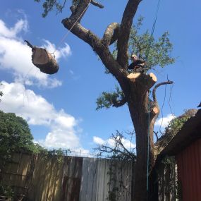 Tree Service Milan New Orleans LA | Call Now 504 495-1055