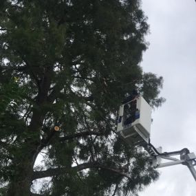Big Tree Service Old Metairie LA Area Call Now 504 495-1055