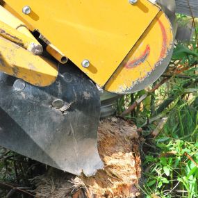 Tree Stump Removal St Anthony New Orleans | Call 504 495-1055