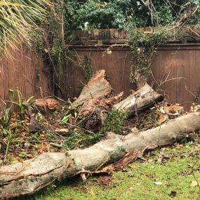 Best Tree Service Removal Dixon New Orleans LA | Call 504 495-1055