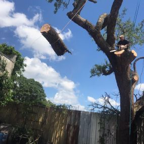 Five Star Tree Removal Holly Grove New Orleans | Call 504 495-1055
