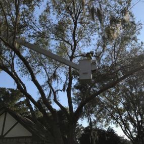 Metairie LA Tree Service Over 35 Years Of Experience | Call 504 495-1055