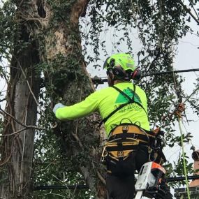Affordable Tree Service West End New Orleans | Call 504 495-1055