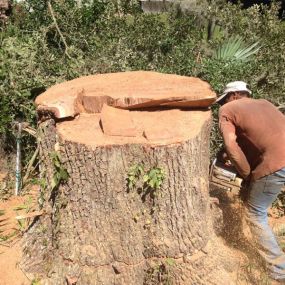 Big Tree Removal Service In New Orleans | Call Free Estimate 504 495-1055