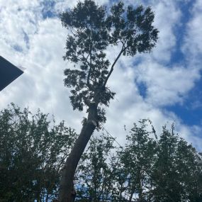 Top Rated Pro Tree Trimming Service Bucktown Metairie LA | Call Now Free Estimate 504 495-1055