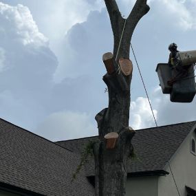 Tree Service Uptown Carrollton New Orleans | Call Now 504 495-1055