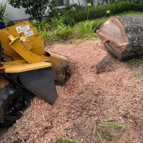 Stump Grinding Service Broadmoor New Orleans | Call Now  504 495-1055