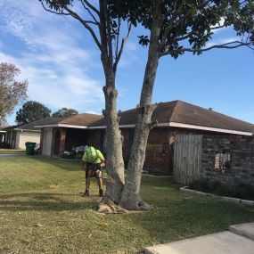 Kenner LA Tree Trimming Service | Call Now Free Estimate 504 495-1055