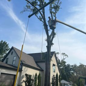 Tree Removal Service New Orleans Metro Area | (504) 495-1055