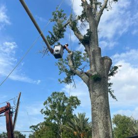Top Rated Tree Service New Orleans Metro | Call 504 495-1055