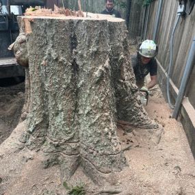 Top Insured Tree Stump Service New Orleans | Call 504 495-1055