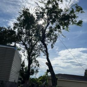 Pro Tree Trimming Service In Metairie LA | 504 495-1055