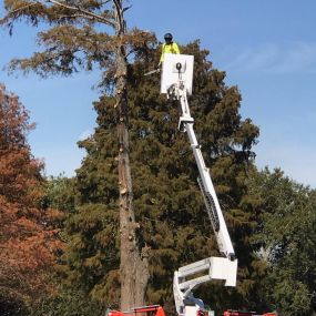 Pro Tree Trimming Service Gretna LA | Call 504 495-1055