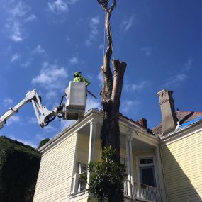 Pro Top Rated Tree Trimming Service Kenner LA | Call Free Estmate 504 495-1055