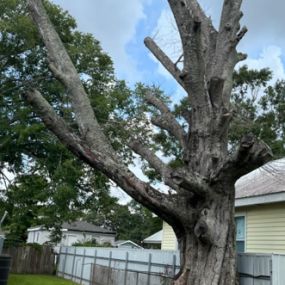 Great Tree Trimming Now Metairie LA | Call Today 504 495-1055