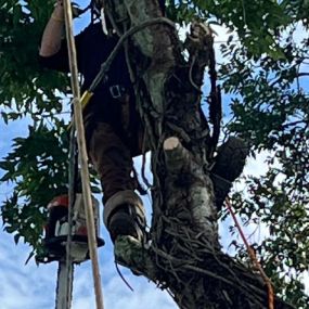 Top Rated Five Star Tree Service New Orleans | Call Now 504 495-1055