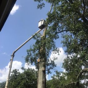 Big Tree Trimming Service New Orleans LA Over 30 Years Experience | Call 504 495-1055