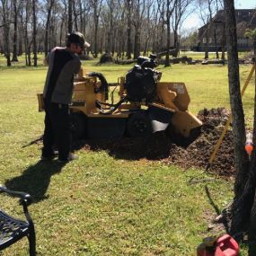Big Stump Grinding New Orleans Now | Call 504 495-1055