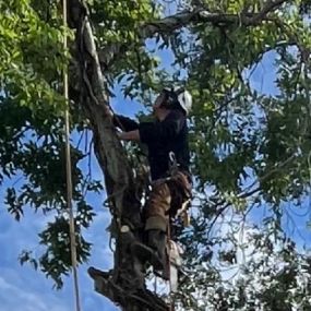 Best Tree Trimming In New Orleans | Call Now 504 495-1055