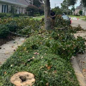 24hr Insured Top Tree Service Metairie LA | Call Now 504 495-1055