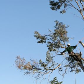 Tree Trimming Near Me New Orleans | Call Now Free Estimate 504 495-1055