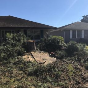 Tree Removal Service New Orleans | Call Now Free Estimate 504 495-1055