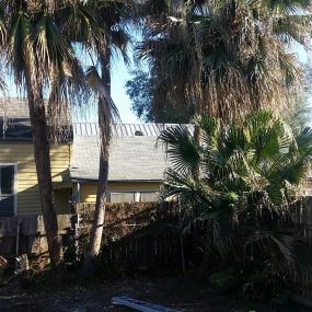 Palm Tree Removal New Orleans | Free Estimate (504) 495-1055