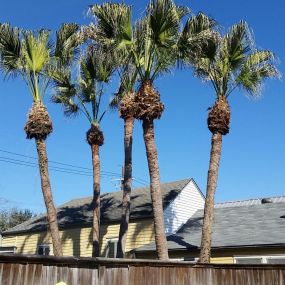 Palm Tree Removal Meatairie | Free Estimate (504) 495-1055