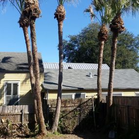 New Orleans Tree Trimming  | Free Estimate (504) 495-1055