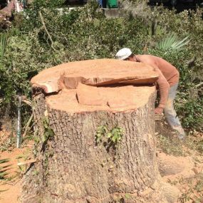 Big Stump Removal Touro New Orleans LA Area | Call 504 495-1099