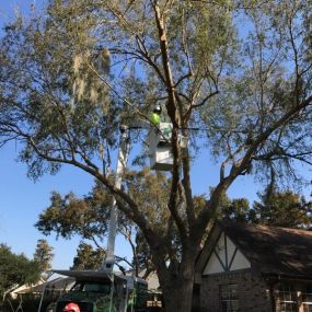 Tree Service West Riverside New Orleans LA | Call 504 495-1055