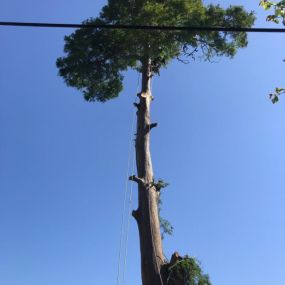 Tall Tree Trimming Downtown New Orleans LA 504 495-1055