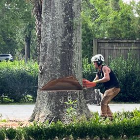 Very Big Tree Removal New Orleans LA | Call Now Free Estimate 504 495-1055