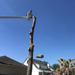 Tree Trimming Metairie LA Area | Free Estimate Call Now 504 495-1055