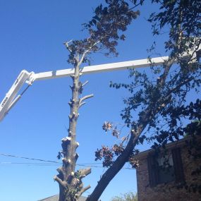 SL Tree Cutting Service Old Metairie LA | Free Estimate (504) 495-1055