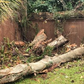 Old Metaire LA Tree Cutting Service | Free Estimate (504) 495-1055